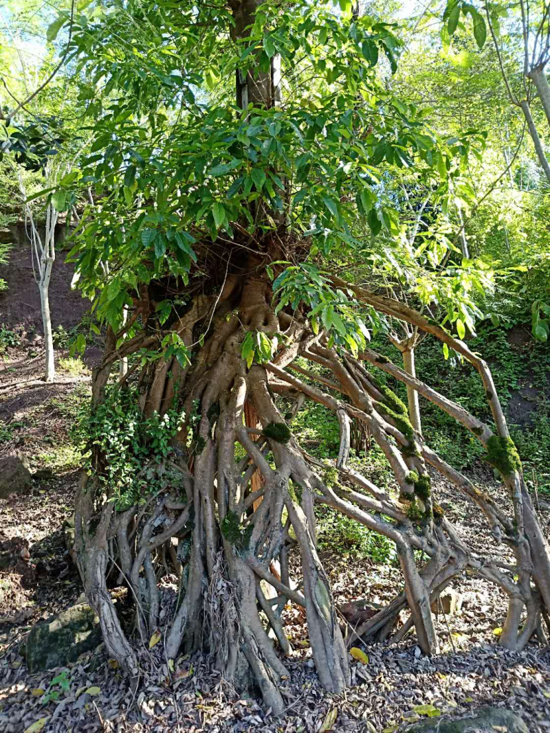 黄葛树（特型）