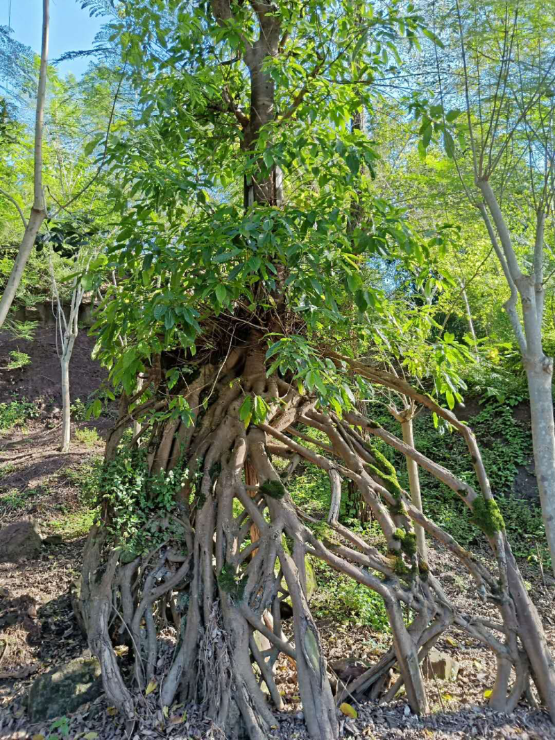 黄葛树（特型）