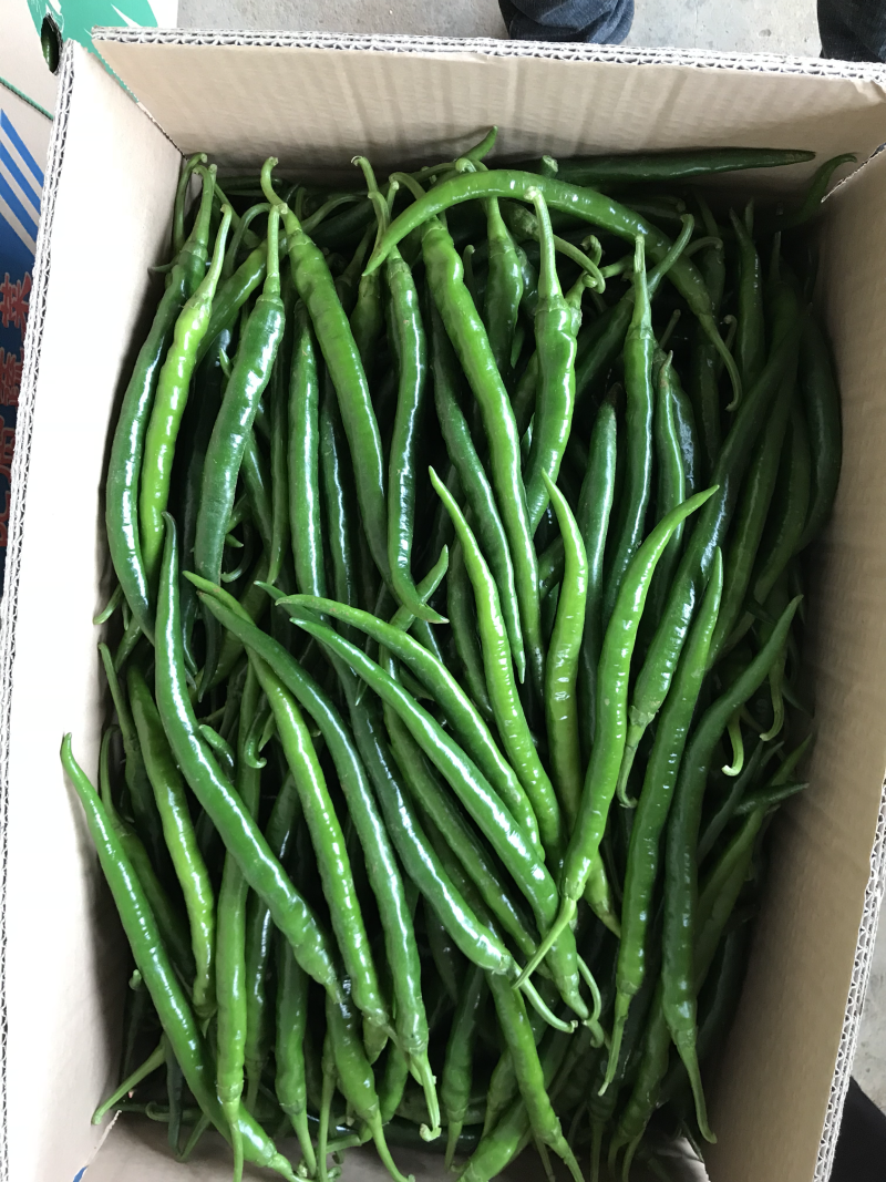 广东湛江雷州辣椒🌶️大量上市！