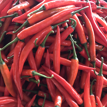 广东湛江雷州辣椒🌶️大量上市！