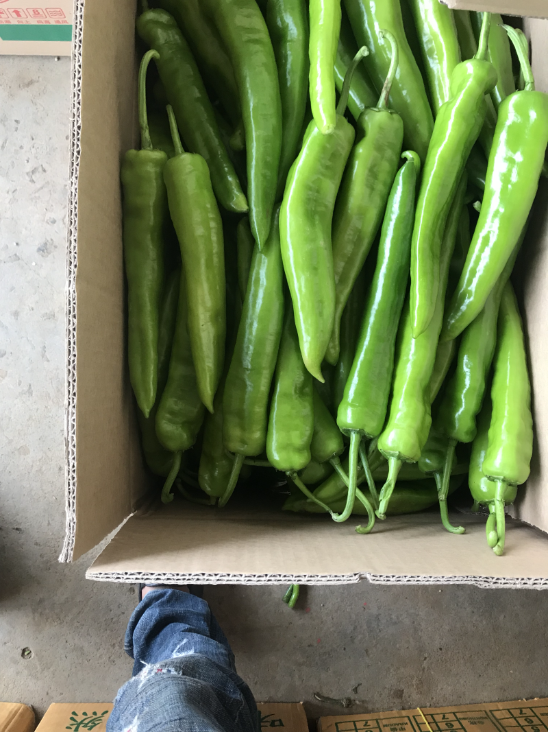 广东湛江雷州辣椒🌶️大量上市！