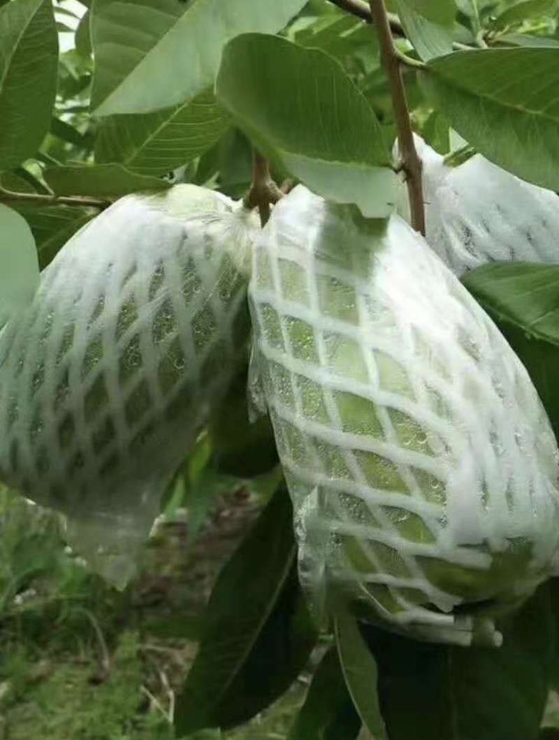 台湾木瓜状无籽番石榴苗芭乐苗一年苗高度30公分包邮16元