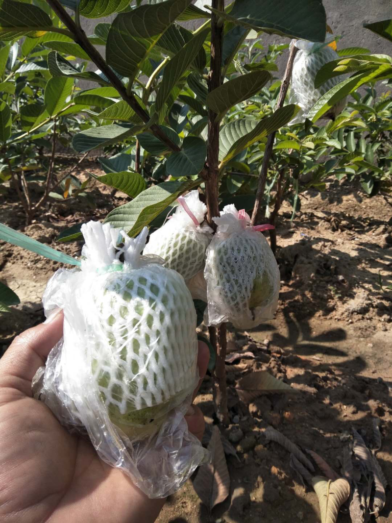 台湾木瓜状无籽番石榴苗芭乐苗一年苗高度30公分包邮16元
