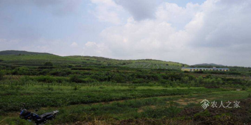 600亩山岚转让