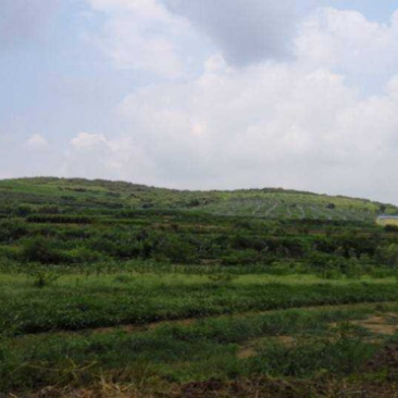 600亩优质山岚转让
