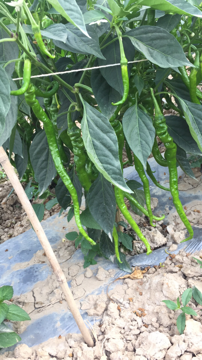 二荆条