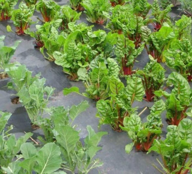除草布防草布厂家直销草坪护坡绿化工程用