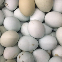 全粮散养绿壳鸡蛋和鸭蛋