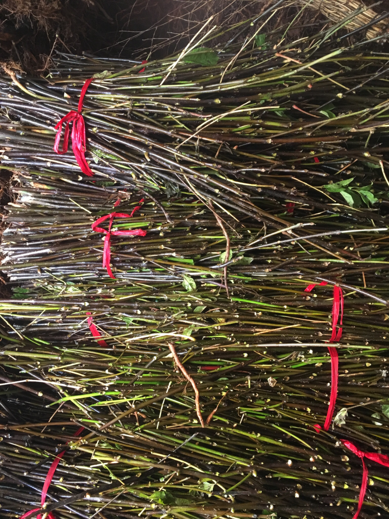 江西纯中花吴茱萸中花枝条