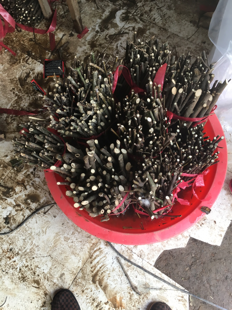 江西纯中花吴茱萸中花枝条