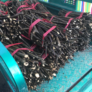 江西纯中花吴茱萸中花枝条