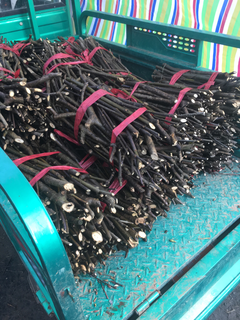 江西纯中花吴茱萸中花枝条