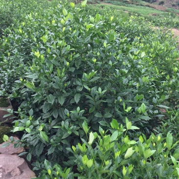 栀子花:大叶栀子花:小叶栀子花