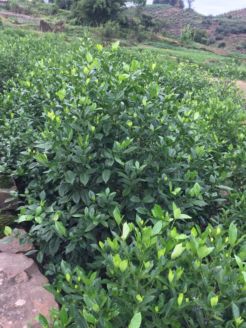 栀子花:大叶栀子花:小叶栀子花