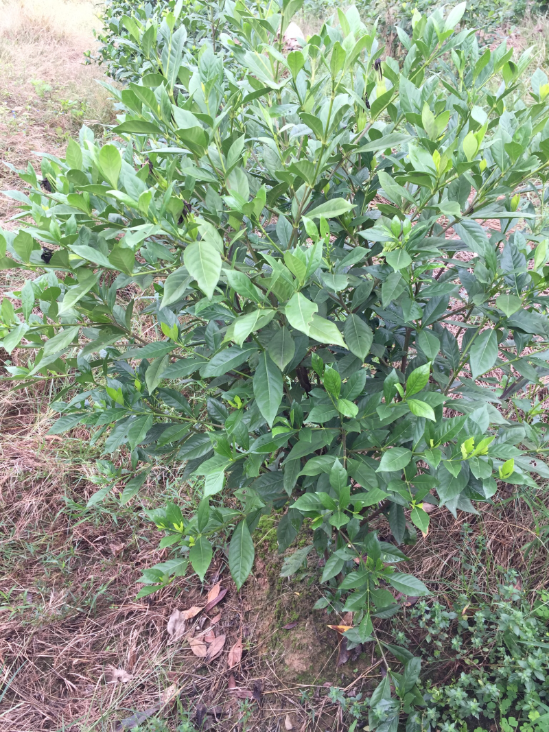 栀子花:大叶栀子花:小叶栀子花