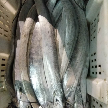 日照海带鱼