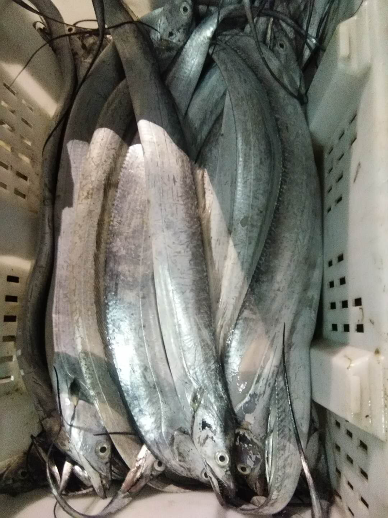 日照海带鱼