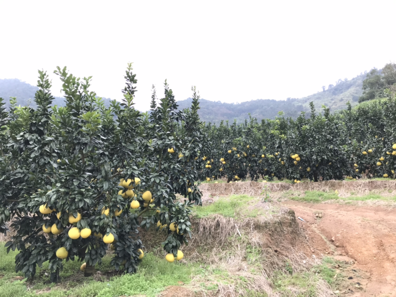 农家柚-老树红柚水分充足口感甜美皮薄多汁原产地