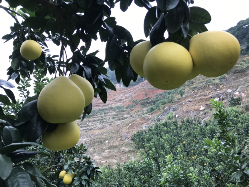 农家柚-老树红柚水分充足口感甜美皮薄多汁原产地