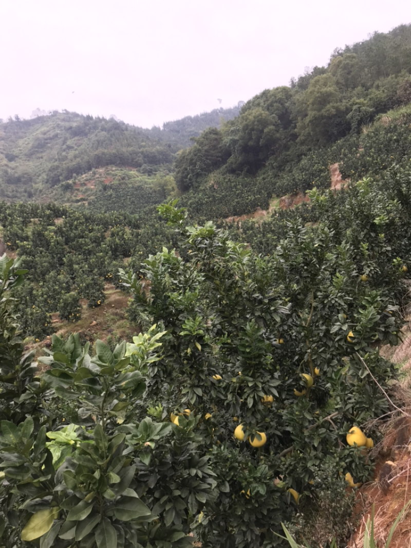 农家柚-老树红柚水分充足口感甜美皮薄多汁原产地