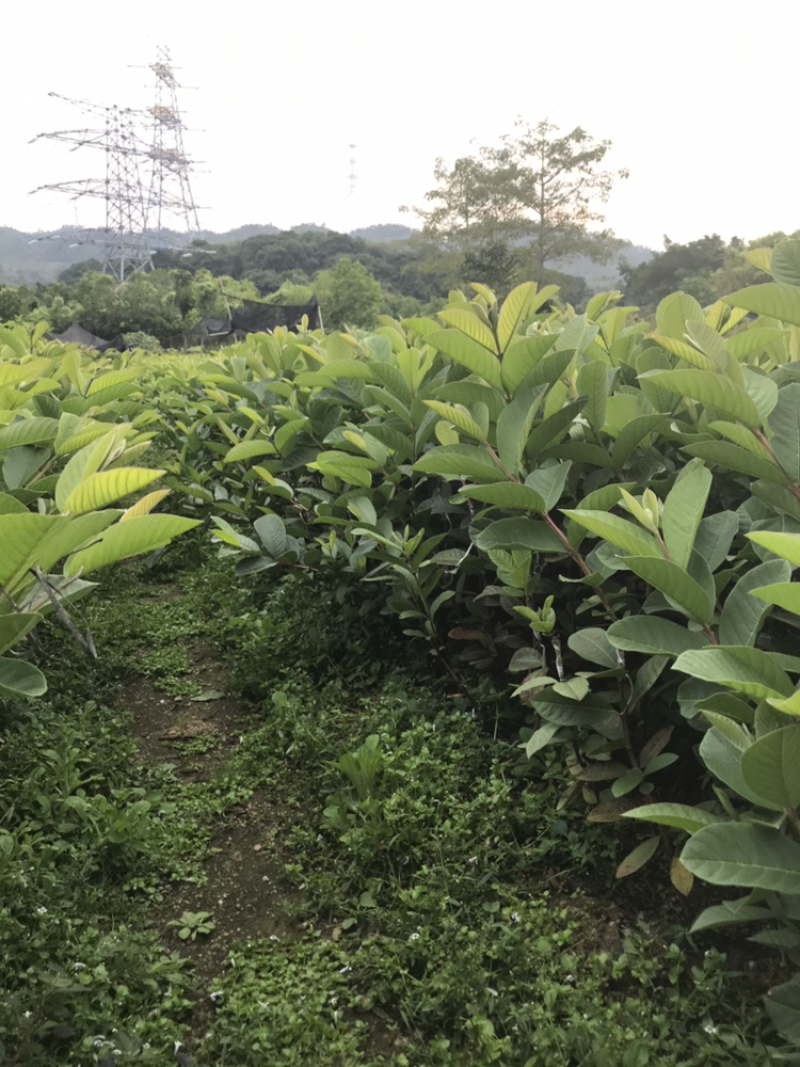 台湾四季西瓜红番石榴芭乐小杯苗1年苗高度30公分以上