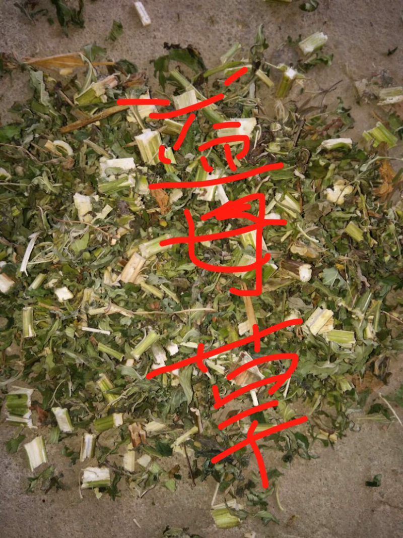 益母草