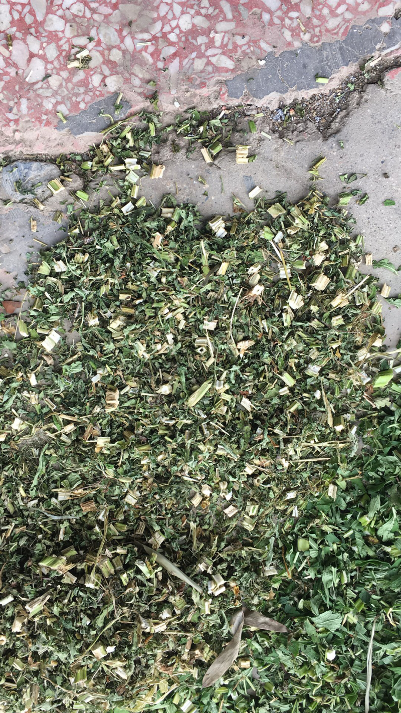 益母草