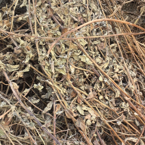 薄荷