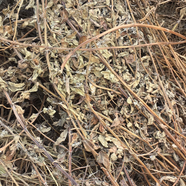 薄荷