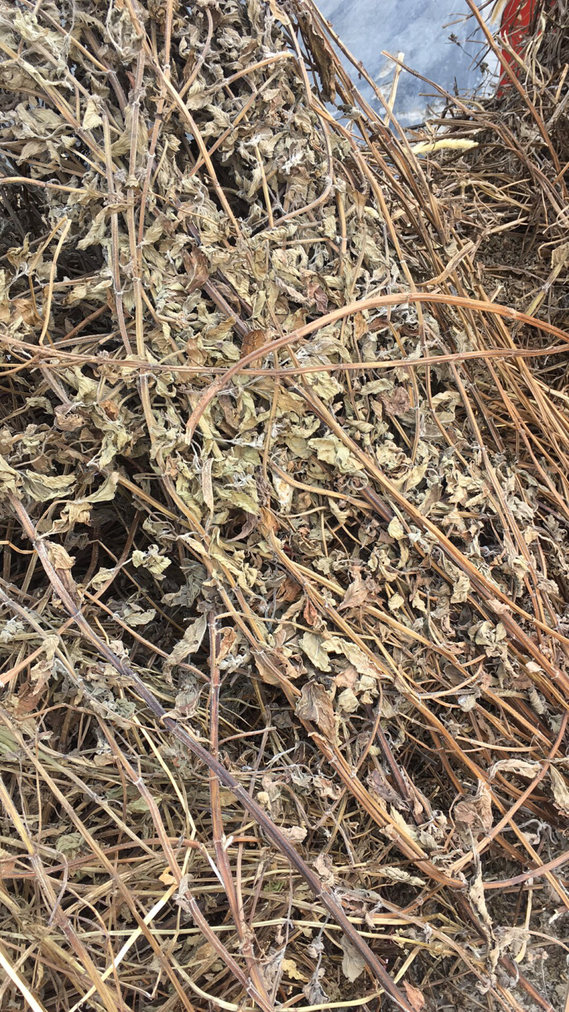 薄荷