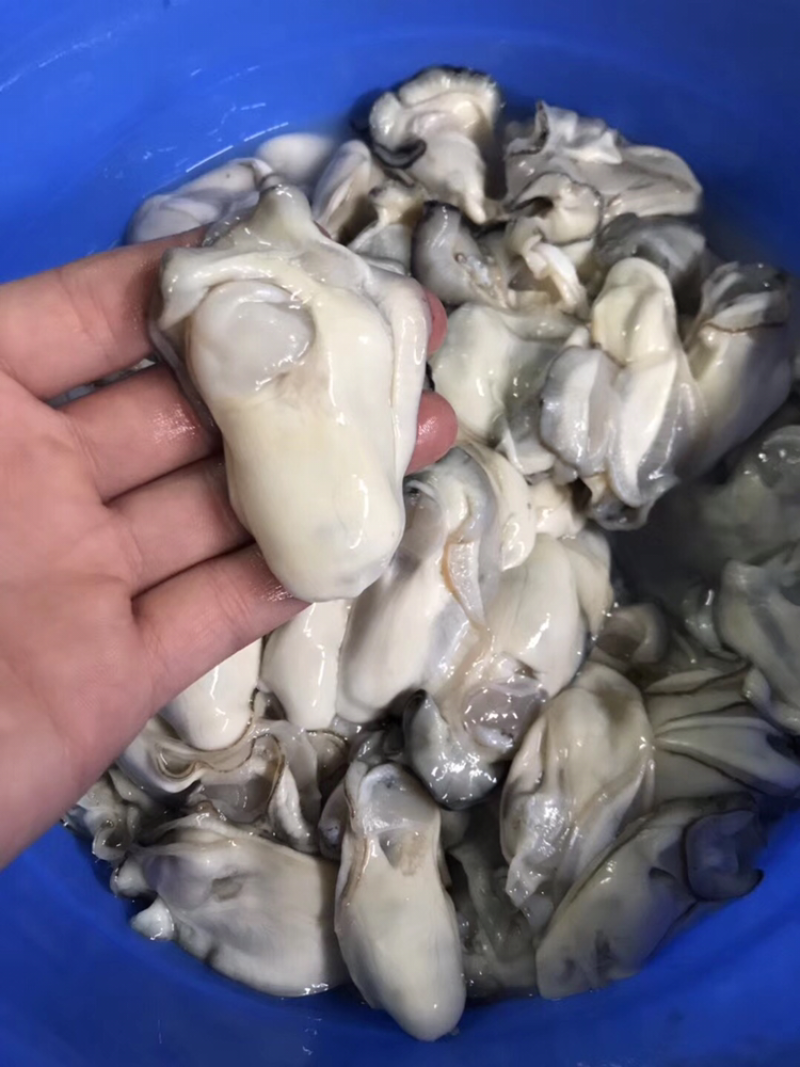 全国各地批发.欢迎咨询大中小蚝