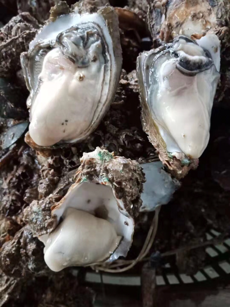 全国各地批发.欢迎咨询大中小蚝