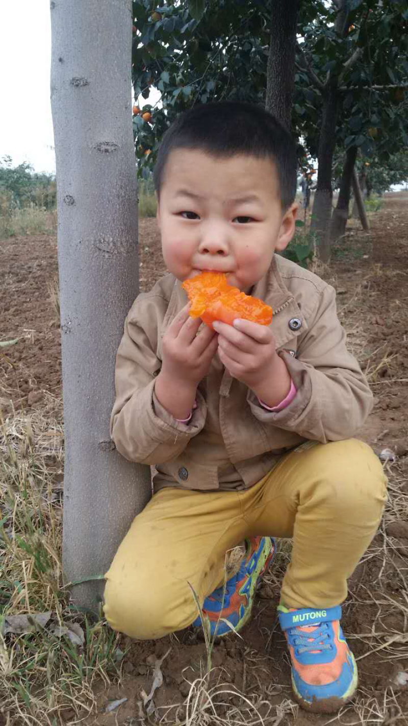 正宗富平特产降霜柿饼