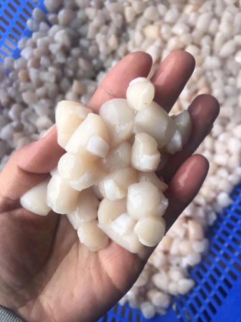 水产干货瑶柱扇贝
