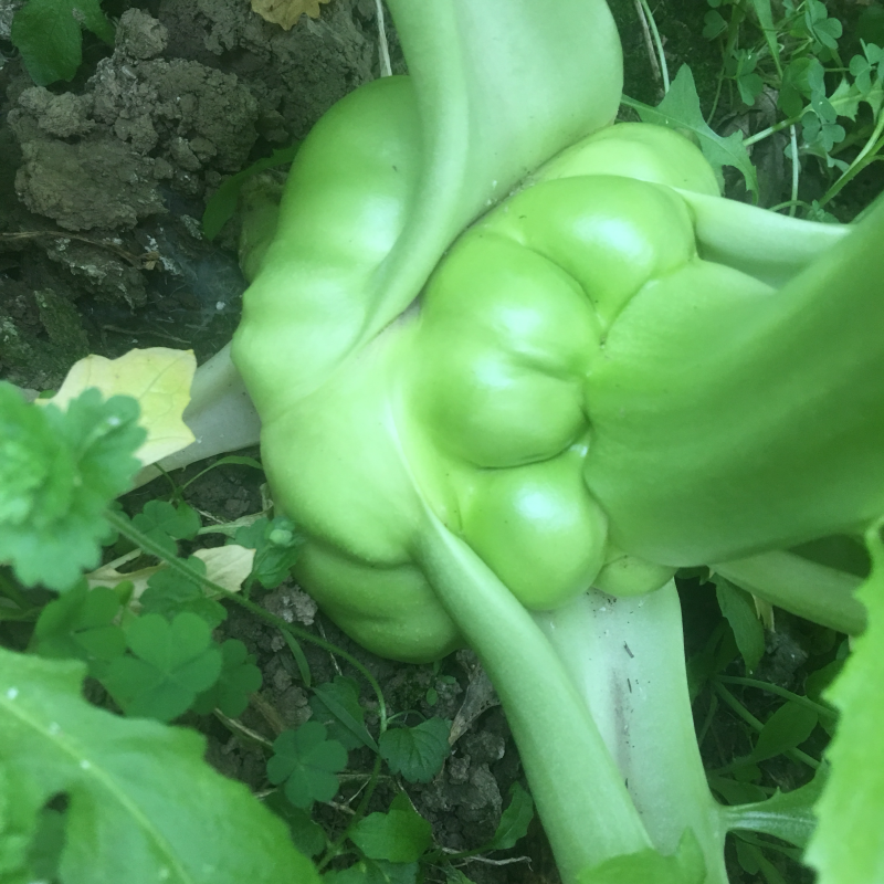 榨菜