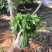 天绿香五指山野菜树籽菜树菜种苗根系发达