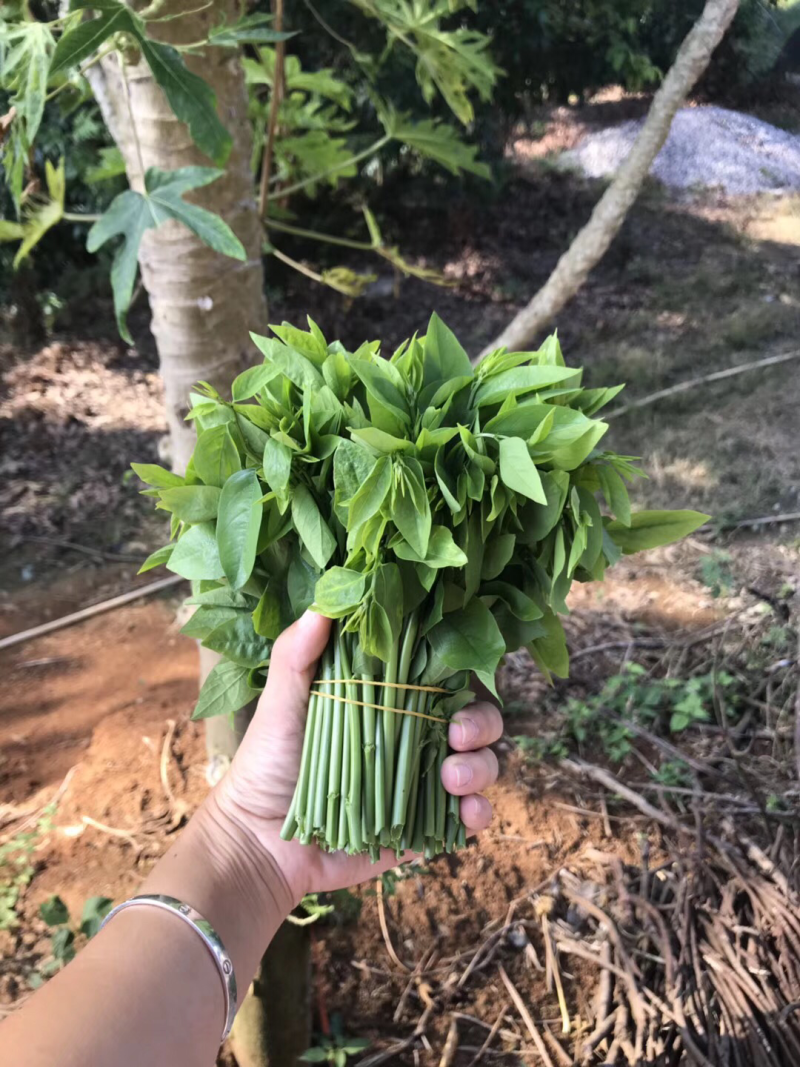 天绿香五指山野菜树籽菜树菜种苗根系发达