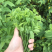 天绿香五指山野菜树籽菜树菜种苗根系发达