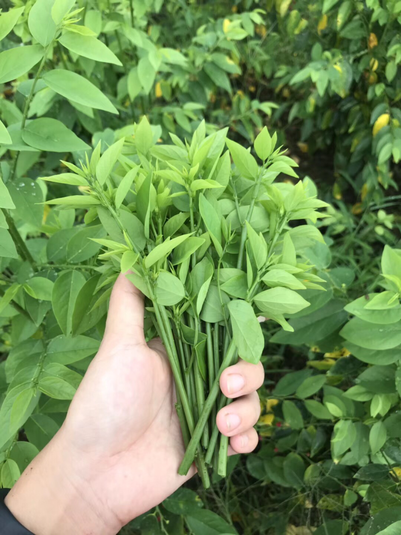 天绿香五指山野菜树籽菜树菜种苗根系发达