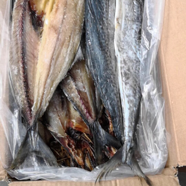 石岛鲅鱼淡干船员鲅鱼