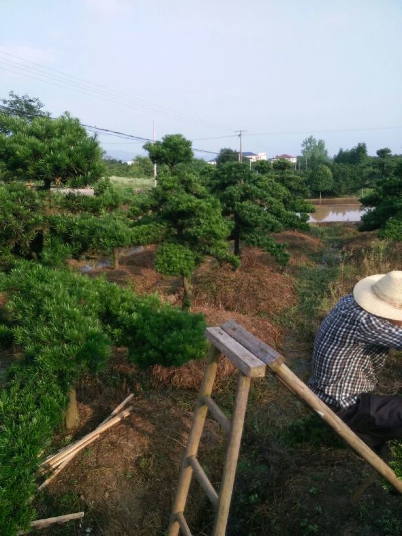造型松10公分