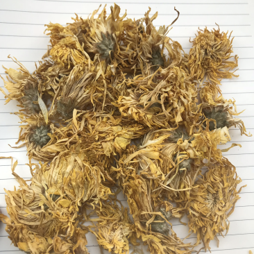 贡菊花，金丝菊
