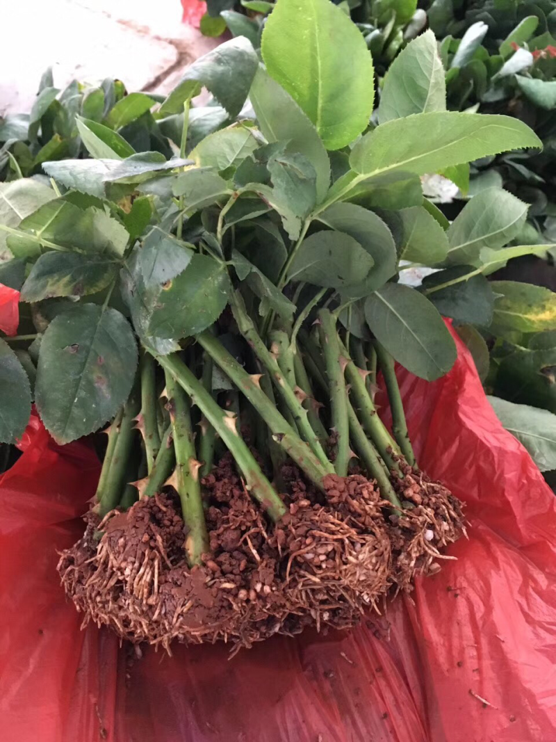 基地直供云南昆明大花四季玫瑰苗切花卡罗拉月季花苗园林绿化