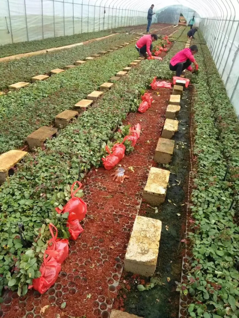 基地直供云南昆明大花四季玫瑰苗切花卡罗拉月季花苗园林绿化