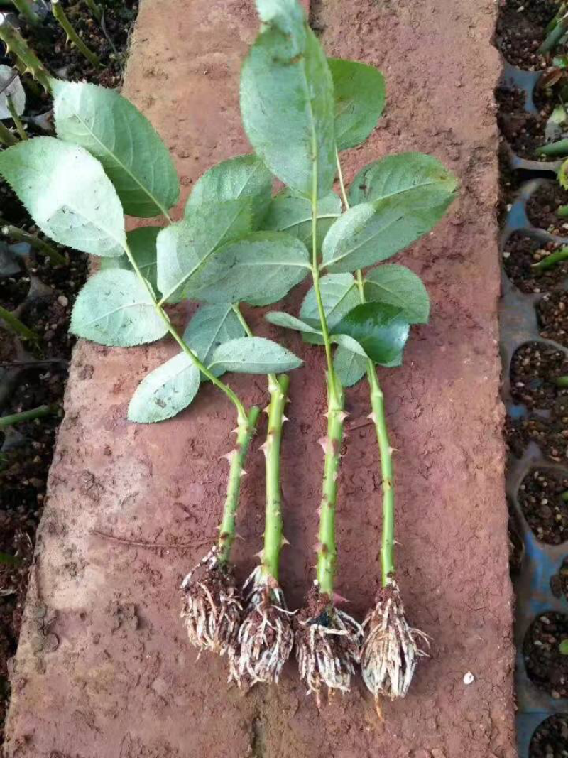 基地直供云南昆明大花四季玫瑰苗切花卡罗拉月季花苗园林绿化