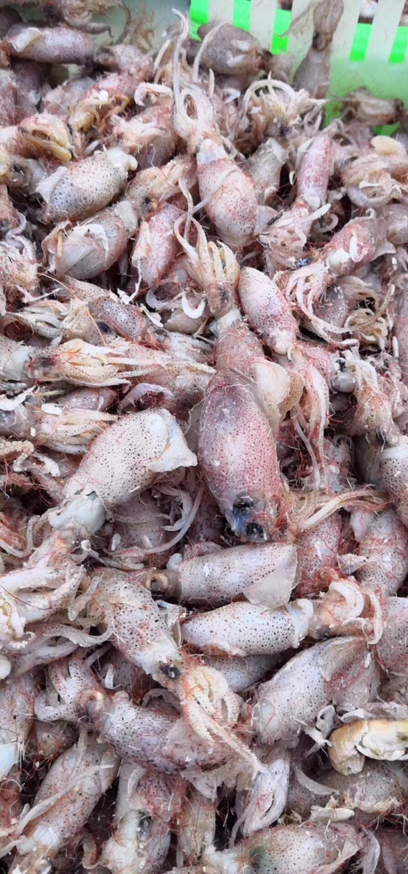 咸海兔