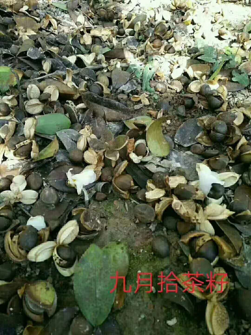 茶油。茶籽