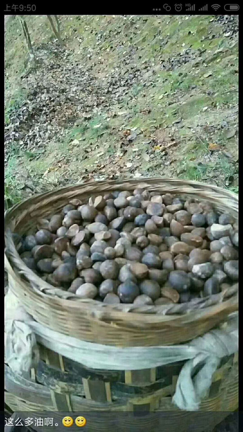 茶油。茶籽