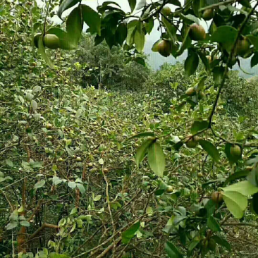 茶油。茶籽