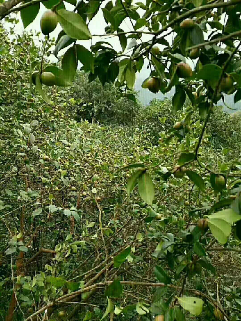 茶油。茶籽